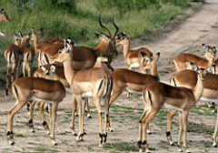 deer impala gomo gomo IMG_5101.JPG